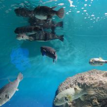 ふぐがいっぱいいます。