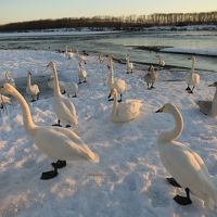 冬期間は白鳥が見れます