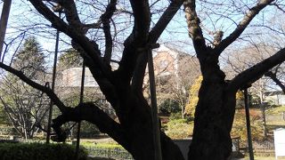 近代文学館の前にあります