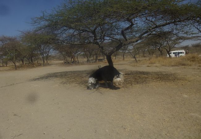 アビヤタシャラ湖国立公園