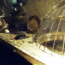 リアル鼠が迎えてくれます！