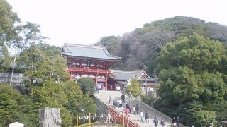 倒れたご神木の根元から、新しい命が芽吹いていました