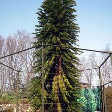 ジュラシック・ツリーという珍しい植物