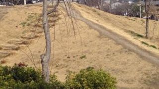 しだれ桜の小さな名所