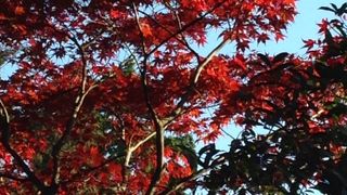 紅葉の季節には「多磨霊園」～府中～