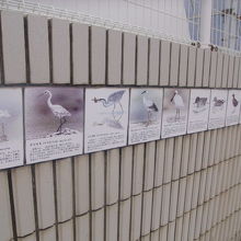 渡り鳥の解説もさりげなくありました。