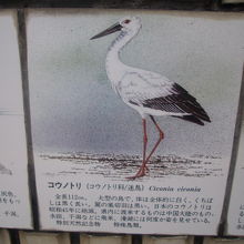 コウノトリも目撃されたことがあるんですね！！！