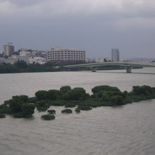 浮島越しに眺める古波蔵側マングローブ林の様子