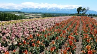 十勝連峰をバックに、広い広いお花畑。どうしても１か所見るならココです！