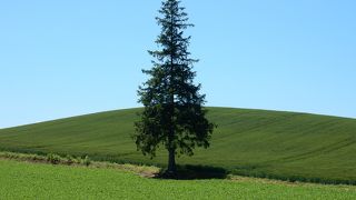 畑の中に１本だけ、きれいな三角形の木が立っています。