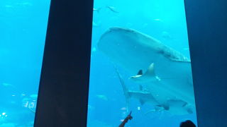 ジンベイザメを眺めながら