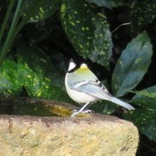 シジュウカラ。