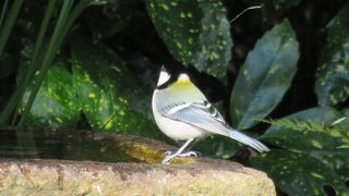 冬の京都御苑。野鳥の楽園。