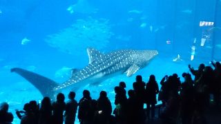 ジンベイ鮫がでかい。大きい水族館で見る所が充実。海の景色が良い♪
