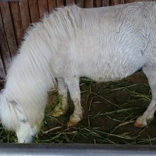 店の外に白い馬？を飼ってます。
