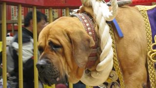 横綱の迫力に思わず笑いが