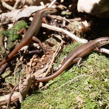 グアムの守り神、ヤモリ