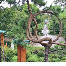 月の松から眺める不忍池の弁天堂