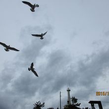 ウミネコの餌付け