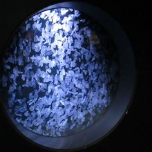 クラゲの大水槽