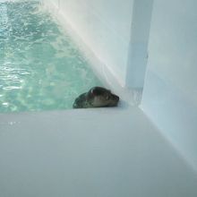 水槽から顔を出したオットセイ