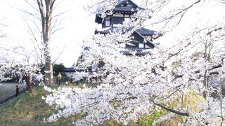 期待以上！高田城の桜