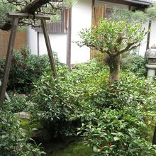 特別公開 千両の庭