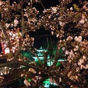 夜桜のカーニバル