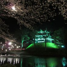 高田夜桜