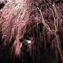 高田夜桜 