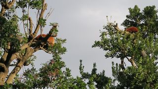 ワニは、は虫類です。やたらに動きません。