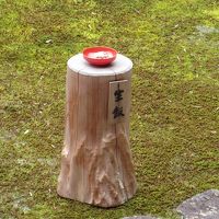 沙羅のお庭に置かれた生飯