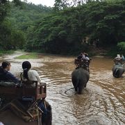 芸達者なゾウさん達