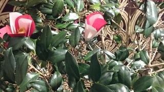 奈良の観光案内や商品