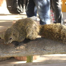 りす村のりすたち