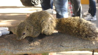 愛らしいリスに餌をやることができます。