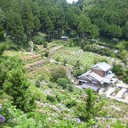 ここが民家のお庭なんて！？