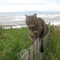 ホテル裏庭を散歩する女将猫