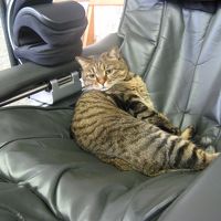 マッサージチェアで一服する女将猫