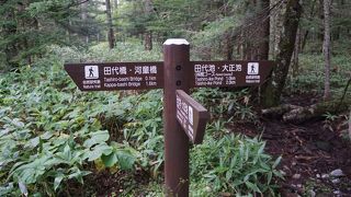 足元には湧水群も至るところに