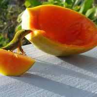 ラナイで一緒に朝ごはん