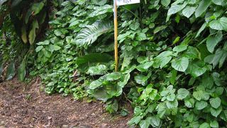 カメハメハ ロック