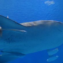 ジンベイザメ驚きました