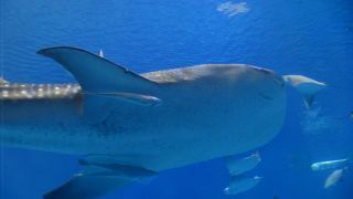 ジンベイザメの食事は大迫力