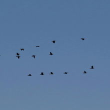 カワウの群れも飛んでいます。