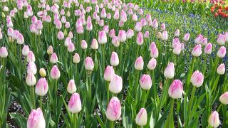 春夏秋冬、いつ行っても美しい植物！