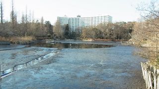 今は池に水がありません
