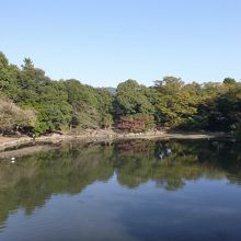 木々に囲まれています。