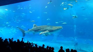 とにかく大水槽目当て