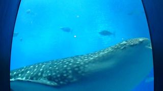 大水槽を目の前に